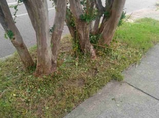 Cleanups by Jay Miller for Cherita B. in Memphis, TN