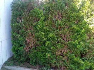Bush Trimming by Dennis Wy for Gabriel M. in Vancouver, WA