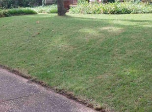 Fatima B.'s Lawn Care service result