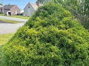 Bush Trimming by Jarryd Ryan for Megg C. in New Bedford, MA