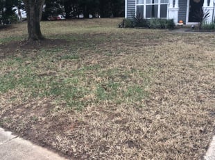 Leaf Removal by Nick Reaves for Jason L. in Charlotte, NC
