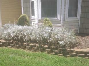 Weeding by Michael Cherry for Katie M. in Huntersville, NC