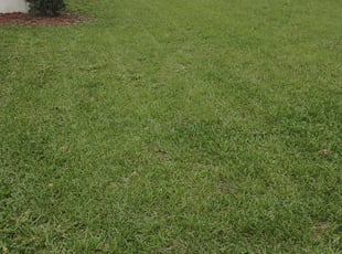 Corseka P.'s Yard Cutting service result