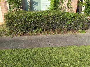 Bush Trimming by Jeremy Waller for Billy G. in Cartersville, GA