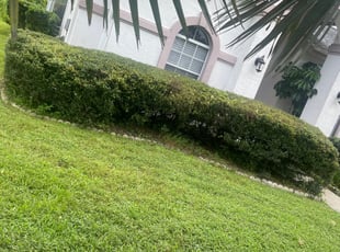 Bush Trimming by Alain Beckfordxx for Adam G. in Land O' Lakes, FL