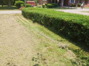 Bush Trimming by Thomas Patillo for Lorna H. in Fort Valley, GA
