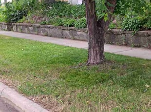 Jacqueline O.'s Lawn Service service result