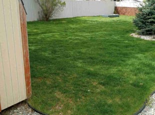 Trenee M.'s Lawn Mowing service result