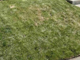 Leaf Removal by Eddie Truman for Eugene E. in Aurora, CO