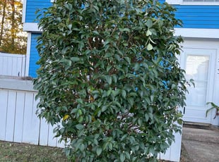 Bush Trimming by Douglas Mullins for Katrina D. in Hampton, VA