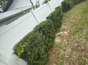 Bush Trimming by Patrick Paul for Gwen F. in Groveland, FL