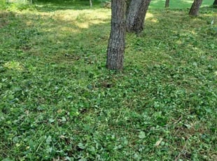 Cleanups by Edwin Villagran for Danny G. in Germantown, MD