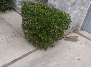 Bush Trimming by Gralin Johnson for Evelyn M. in Fort Worth, TX