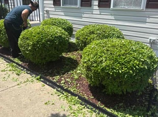 Bush Trimming by Ashley Dawson for Marshall A. in Fredericksburg, VA