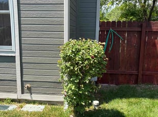 Bush Trimming by Tim Root for Russell P. in Meridian, ID