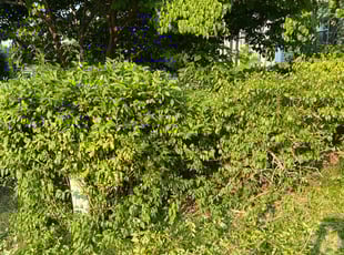 Bush Trimming by Dwayne Hope for Jeokima W. in Nottingham, MD