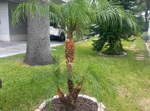Bush Trimming by Ramon Taguja for James W. in Plant City, FL