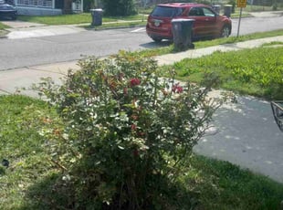 Bush Trimming by Lance Reynolds for Sir W. in Kansas City, MO
