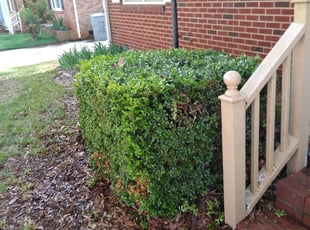Bush Trimming by Carlos Carrera for Casey L. in Charlotte, NC