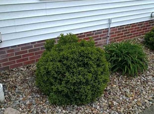 Weeding by William Miller for Paul M. in Stow, OH