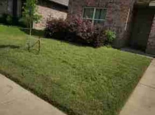 Tiffany P.'s Lawn Service service result