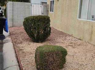 Bush Trimming by Lamont Johnson for Alpert G. in Las Vegas, NV