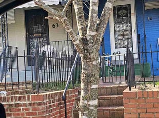 Bush Trimming by Jose Paz for Dane . in Washington, DC