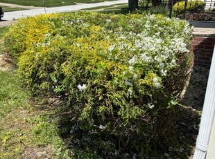 Bush Trimming by Charles Hubbard for Kenya P. in Euclid, OH