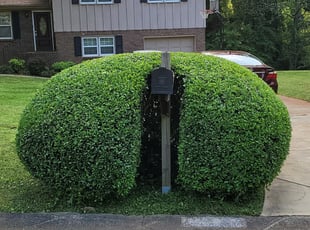 Bush Trimming by Joshua Turman for Matthew B. in Woodstock, GA