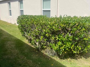 Bush Trimming by William Harvey for Ann R. in Davenport, FL
