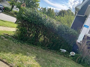 Bush Trimming by Howard Hampton for David M. in Buffalo, NY
