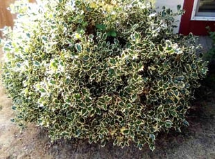 Bush Trimming by Tiffany L for Kat N. in University Place, WA