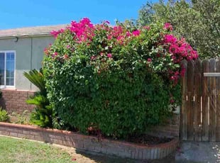 Bush Trimming by Daisy Guillen-Ramos for Cheryl G. in Bakersfield, CA