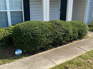 Bush Trimming by Tony Vásquez for Kristina M. in Mooresville, NC