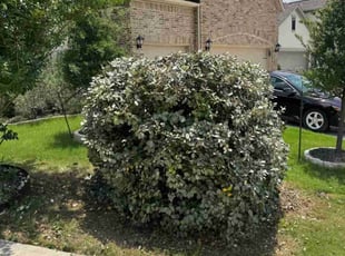 Bush Trimming by Rene Gabriel Ramirez for Ryan F. in Manor, TX