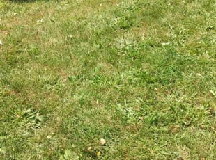 Weeding by Allan Roberts for Iris E. in Washington, DC