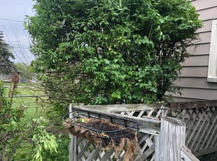 Bush Trimming by Connor Solfisburg for John C. in Indianapolis, IN