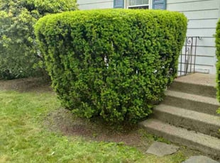 Bush Trimming by Steven Gober for Sebastian S. in Attleboro, MA