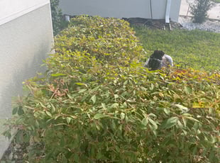 Bush Trimming by Jose Disla; for Amanda J. in Davenport, FL