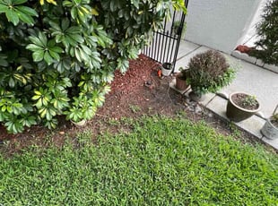 Leaf Removal by Brett Ekebom for Sal J. in Brandon, FL