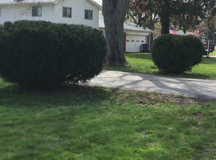 Bush Trimming by Kendall Woods for Dan S. in Indianapolis, IN