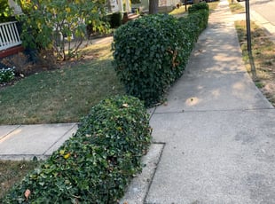 Bush Trimming by Jose M Rodriguez for Claudia D. in Arlington, VA