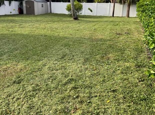 Terri S.'s Lawn Mowing service result