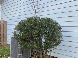 Bush Trimming by Taylor Johnson for Amanda A. in Charlotte, NC