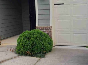 Bush Trimming by Denise Santana for David L. in Cartersville, GA