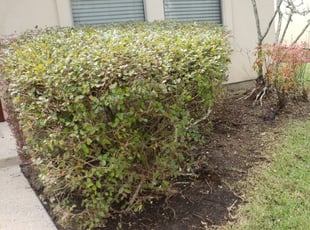 Bush Trimming by Steven Banes for Thomas B. in Baton Rouge, LA