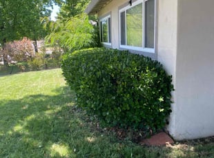 Bush Trimming by Jim Haak for Ashley M. in Fair Oaks, CA