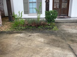Bush Trimming by Jim Hope for Chris P. in Prairieville, LA