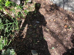 Leaf Removal by Jim Haak for Resham C. in Rancho Cordova, CA