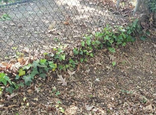 Leaf Removal by Artavius Clark for Ruby B. in Capitol Heights, MD